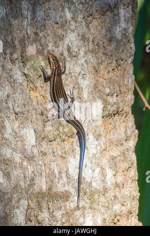 Ein fünf-gezeichnete Skink, Plestiodon Fasciatus beruht auf einem Baumstamm. Stockfoto