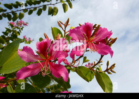 Hong Kong Orchidee Baum, Bauhinia Pururia. Stockfoto