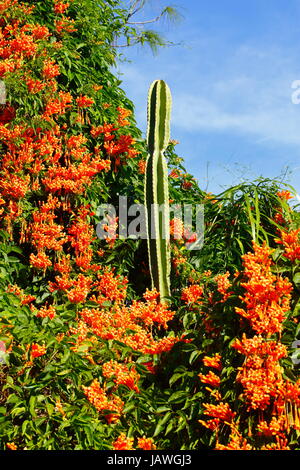 Eine brasilianische Flamme Rebe, Pyrostegia Venusta, in voller Blüte. Stockfoto