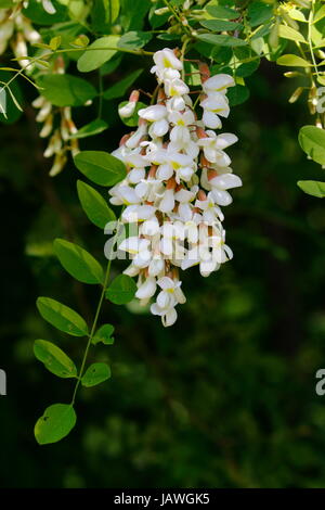 Blüten auf einem Baum Robinie. Stockfoto