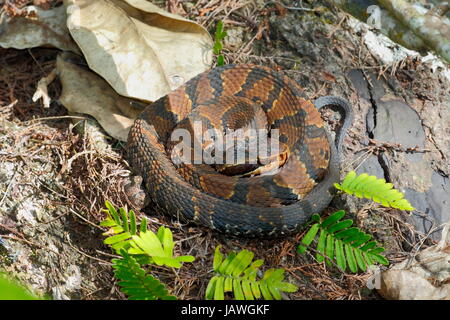 Eine aufgerollte Florida Cottonmouth Wasser Mokassin, Agkistrodon Piscivorus. Stockfoto