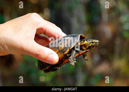 Ein Mann hält einen gestreiften Schlamm Schildkröte, Kinosternon Bauri. Stockfoto