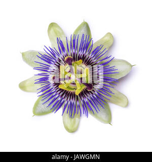 Passiflora Passionsblume isoliert auf weißem Hintergrund. Große schöne Blume Stockfoto