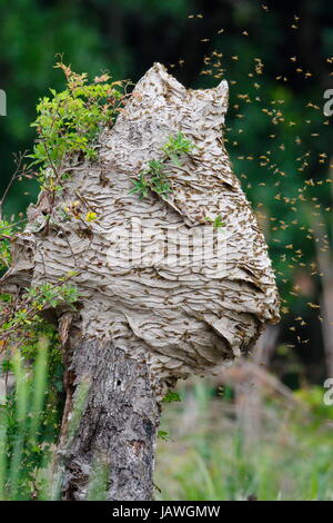 Yellowjacket Hornissen, Vespula Maculifrons im Flug um ihren fünf Fuß hohen Stock auf einem Baumstamm gebaut. Stockfoto