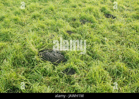 Maulwurf Löcher im Feld Stockfoto