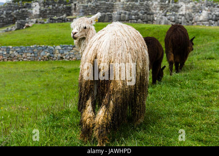 Die mattierte weiche Wolle von einem Lama in den antiken Ruinen der Inka-Zitadelle. Stockfoto