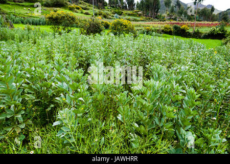 Ein Feld von Quinoa in einem Bergdorf der Anden. Stockfoto