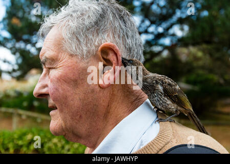 Ein Wattlebird, das Ohr eines älteren Mannes mit seiner langen Zunge lecken. Stockfoto