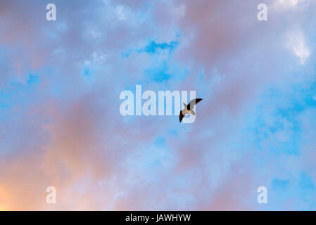 Ein Muttonbird Shearwater fliegen unter den Wolken bei Sonnenuntergang. Stockfoto