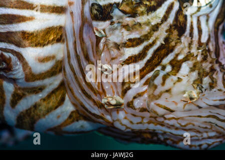 Der Rotfeuerfisch ist eine giftige Korallenriff Fische mit unterschiedlichen Streifenmuster und ein Mosaik-Auge. Stockfoto