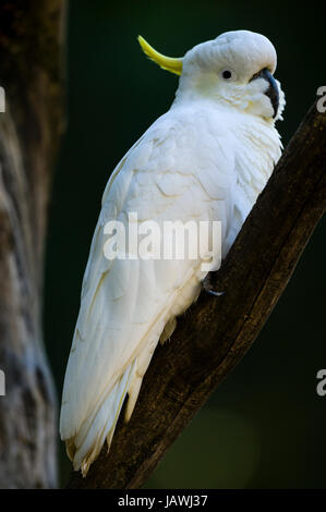 Eine Schwefel-crested Cockatoo Schlafplatz auf einem Ast. Stockfoto