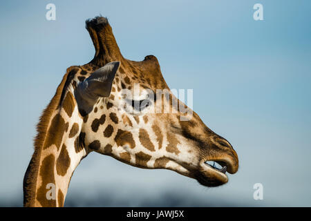 Der große Kopf einer Giraffe kauen ihre wiederkäuen. Stockfoto