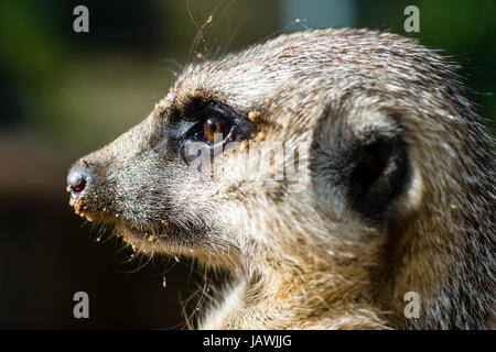 Das Auge ein Erdmännchen konzentrierte sich auf etwas in der Ferne. Stockfoto