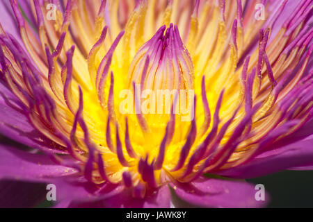 Closeup Aufnahme des lila Lotus mit Pollen in Details. Stockfoto