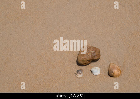 Drei Muscheln und ein Stein am Strand Stockfoto