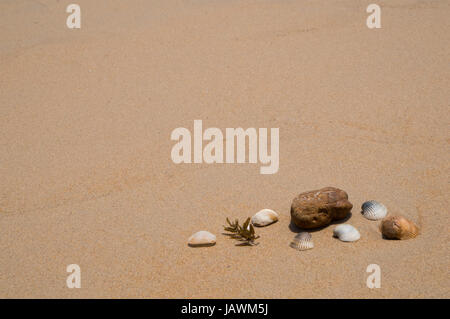 Drei Muscheln und ein Stein am Strand Stockfoto