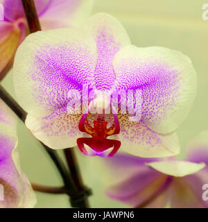 Schöne Orchidee über lite grün hinterlegt Stockfoto