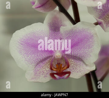 Schöne Orchidee über lite grün hinterlegt Stockfoto