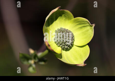 Knospen Strauch Stockfoto