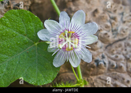 Blume aus Thailand, stinkenden Passionsblume, scharlachroten Früchten Passionsblume, Passiflora Foetida, stinkende Passionsblume Stockfoto