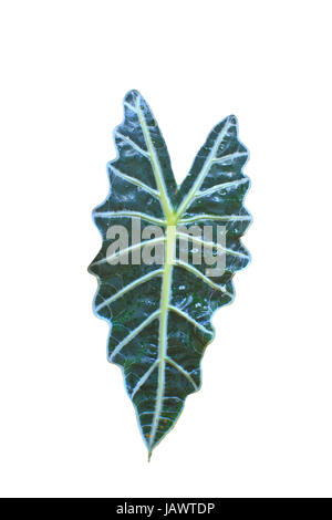 Caladium bicolor Blatt isoliert auf weißem Hintergrund Stockfoto