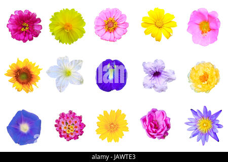 Legen Sie Blumen isoliert auf weißem Hintergrund aus Thailand Stockfoto