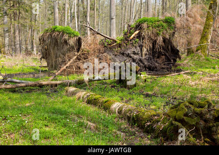 Frühling-Erle Moor Wald mit stehendem Wasser und Stor gebrochen Fichte Stockfoto