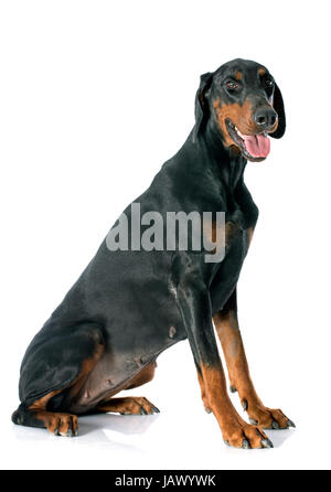 Dobermann vor weißem Hintergrund Stockfoto
