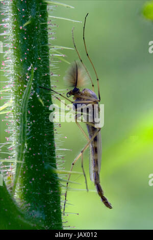 Seite des wilden fliegen Chironomidae Chironomus Riparius Culicidae Culex Mücken auf einen grünen Zweig Stockfoto