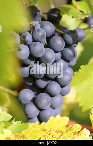 Reife Weintrauben Auf Einer Weinrebe in der Natur Im Herbst Stockfoto