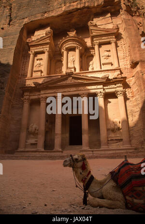 Kamel vor Treasury bei Stadt Petra in der Zeit des Sonnenuntergangs und perfekten Lichtverhältnissen. Stockfoto