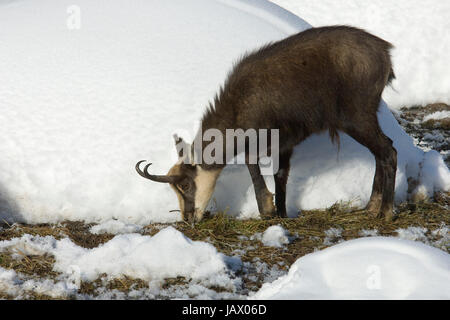 Gämse Rupicapra Rupicapra Camoscio Inverrno Neve Winterschnee Parco Nazionale Gran Paradiso Valle d ' Aosta Italia Italien Stockfoto