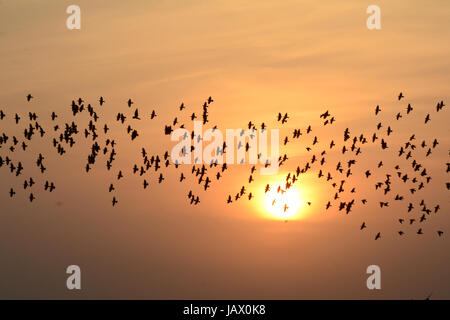 BEFLOCKUNG VERHALTEN IN VÖGEL ABEND Stockfoto