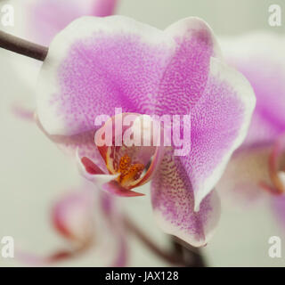 Nahaufnahme der Orchidee auf weißem Hintergrund Stockfoto