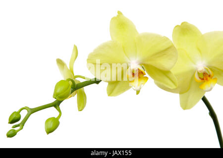 Makro grüne Orchidee auf weißem Hintergrund Stockfoto