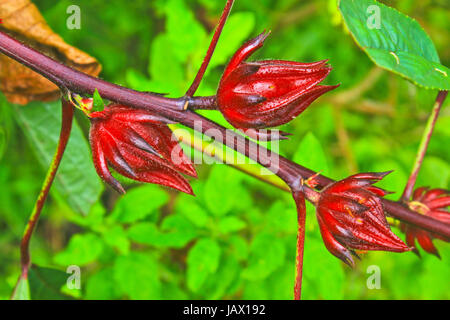 Roselle Früchte am Baum im Garten, Thailand. Verwenden Sie für aus lokalen süßen Saft Stockfoto