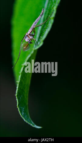 Seite des wilden fliegen Chironomidae Chironomus Riparius Culicidae Culex Mücken auf einen grünen Zweig Stockfoto