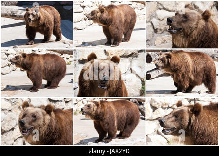 Schönes Foto von großen und starken Braunbär im zoo Stockfoto