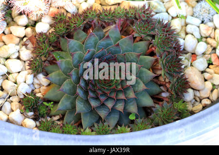 Nahaufnahme von Hauswurz Sempervivum Tectorum Sukkulenten mit kleinen Babys Stockfoto