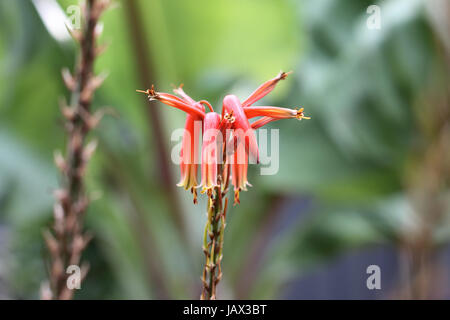 Nahaufnahme von Aloevera Blumen isoliert gegen hellen Hintergrund Stockfoto