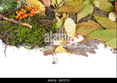 Herbstlaub isolierten auf weißen Hintergrund Stockfoto