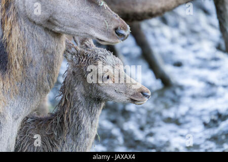 Red Deer Baby bedeckt in nassen Schlamm Stockfoto