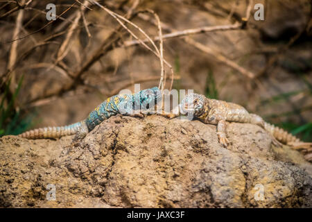 Zwei kleine stachelige tailed Eidechsen auf dem Felsen Stockfoto