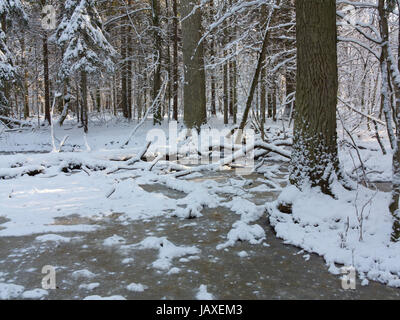 Schneefall nach Stand morgens mit Schnee umhüllt Bäume und gefrorenes Wasser rund um Stockfoto