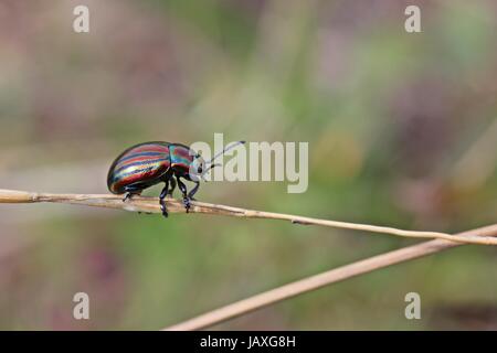 Rainbow leaf Beetle (chrysolina Cerealis) auf Gras Stockfoto