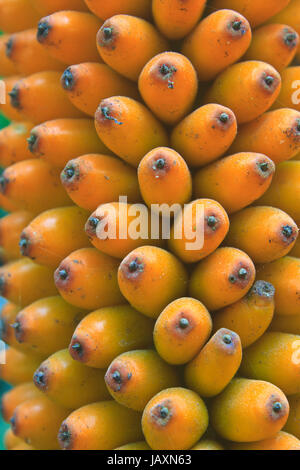 Flora in Thailand, Frucht des Amorphophallus Campanulatus im Wald von Thailand Stockfoto