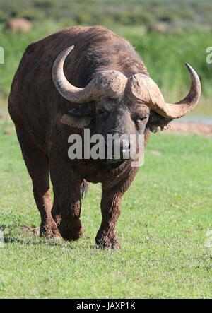 Riesige wütend und verärgert Cape Buffalo bull Stockfoto