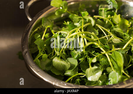 Brunnenkresse in Sieb nach dem Spülen. Stockfoto