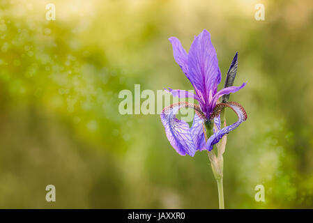 Iris Sibirica, allgemein bekannt als Sibirische Schwertlilie oder sibirischen Flagge, wächst auf der Wiese in der Nähe von Dnepr in Kiew, Ukraine, unter dem weichen mor Stockfoto
