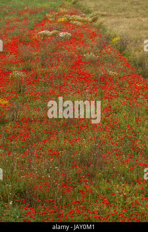 Blühender Roter Mohn Blumen Im Feld Sommer Im Freien Landschaft hintergrund Stockfoto